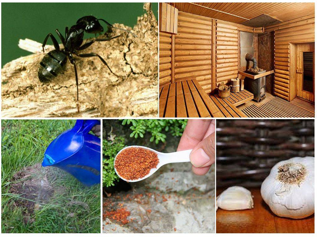 Как можно избавиться от муравьев в бане?