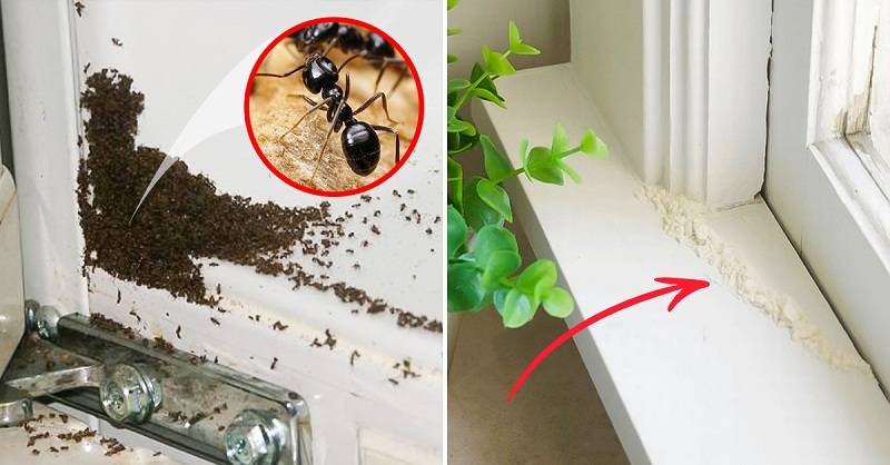 Завелись муравьи в доме- как избавиться своими руками? лучшие способы борьбы +видео