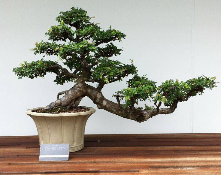 Дерево бонсай: как вырастить, виды и уход, сколько растет, китайский набор, как посадить, что символизирует