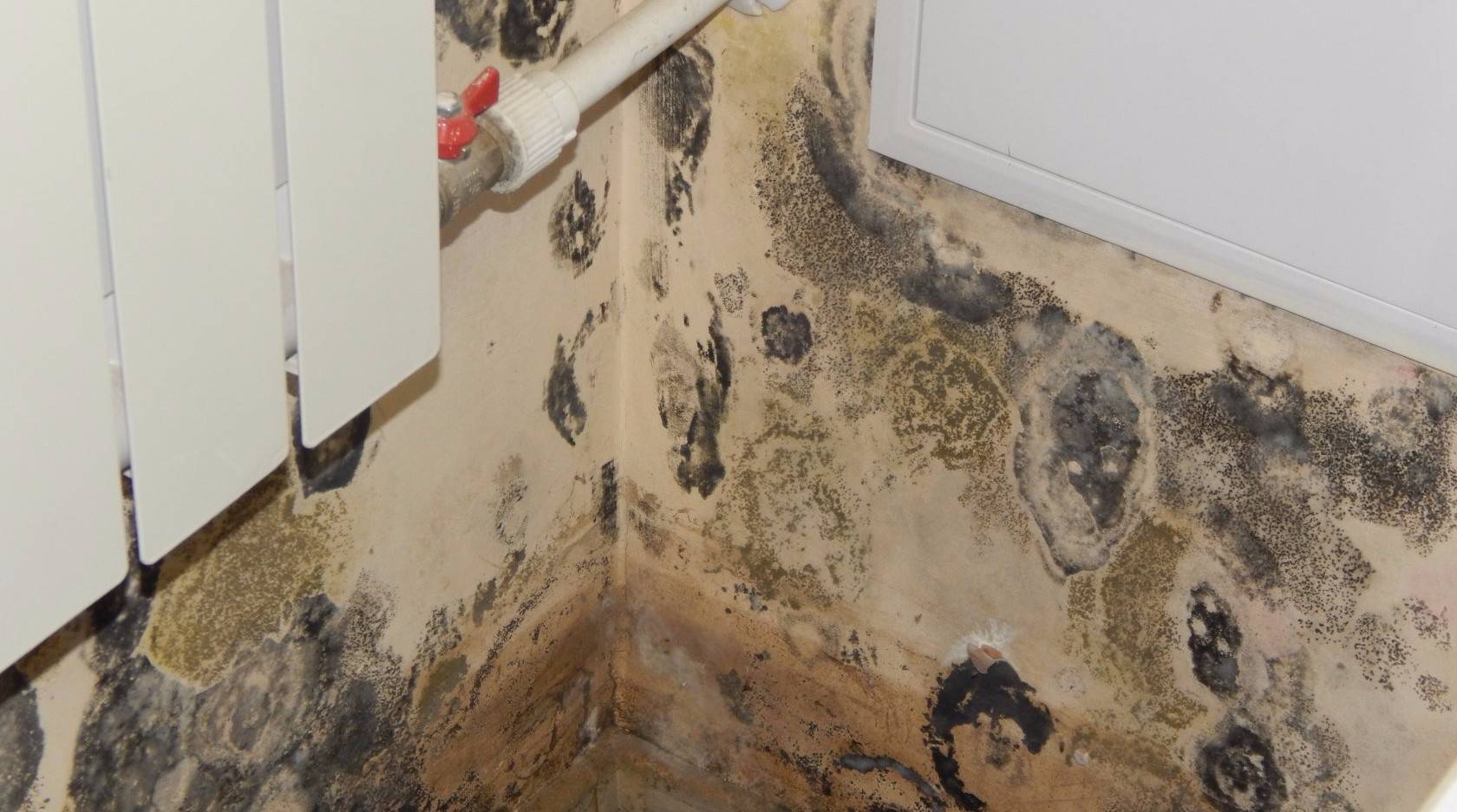 Черная плесень на стенах в квартире: как избавиться, средства, как бороться с плесневым грибком в ванной и на обоях