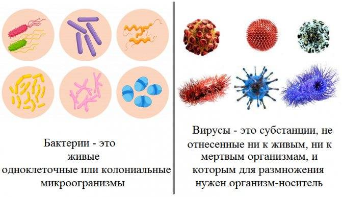 Чем отличается вирус от бактерии простыми словами. Бактерии и вирусы отличия. Вирусы отличаются от бактерий. Вирусы отличаются от бактерий по:. Бактерии вирусы микробы отличия.