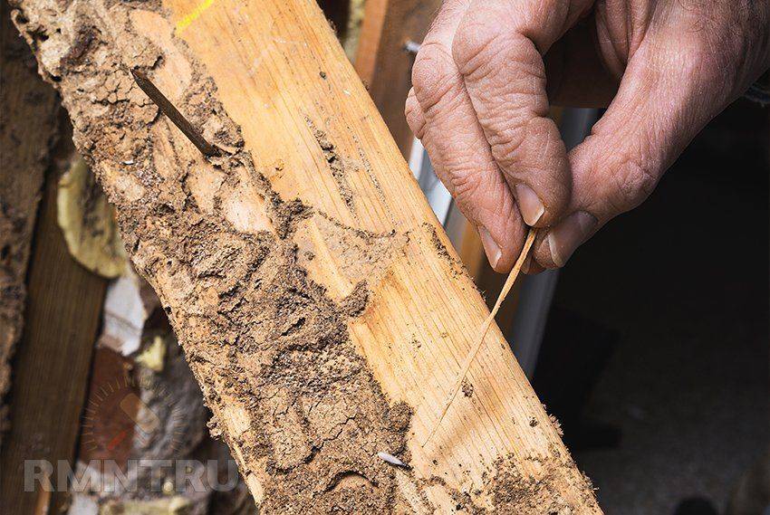 Как избавиться от короеда в деревянном доме, способы вывести из досок в бане