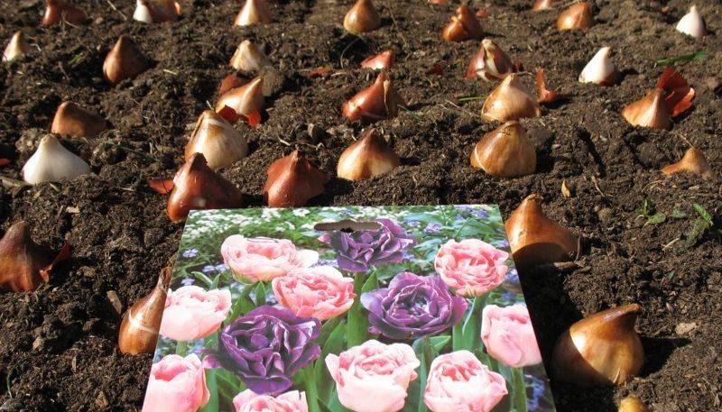 Как правильно сажать тюльпаны – весной или осенью и глубоко или нет?