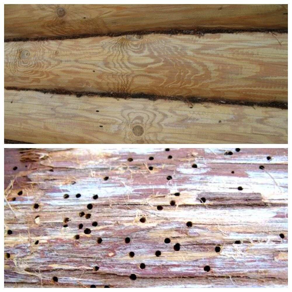 Как избавиться от короедов в деревянном доме