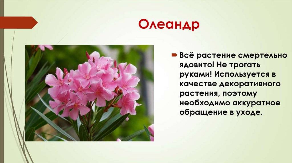 Олеандр цветок. описание, особенности, виды и уход за олеандром