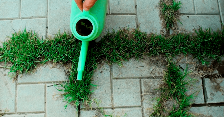 Как навсегда избавиться от травы на садовых дорожках : labuda.blog