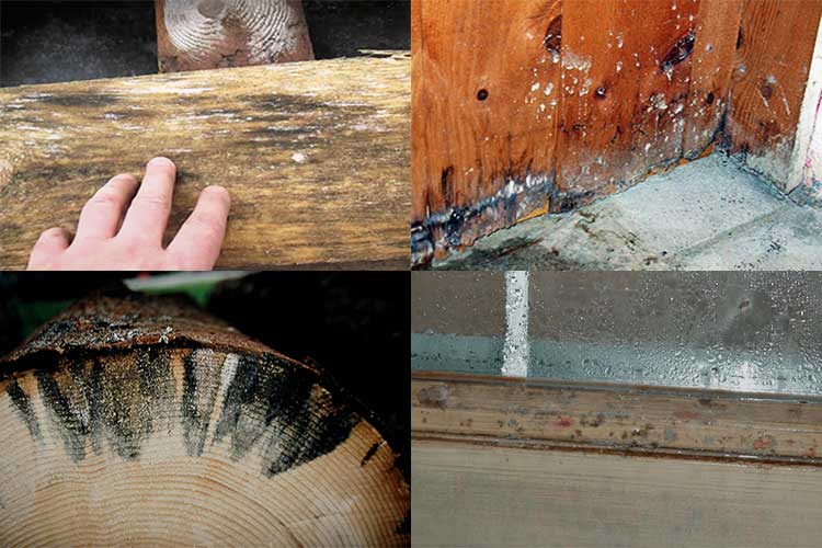 Обработка древесины от грибка и плесени: средства, методы