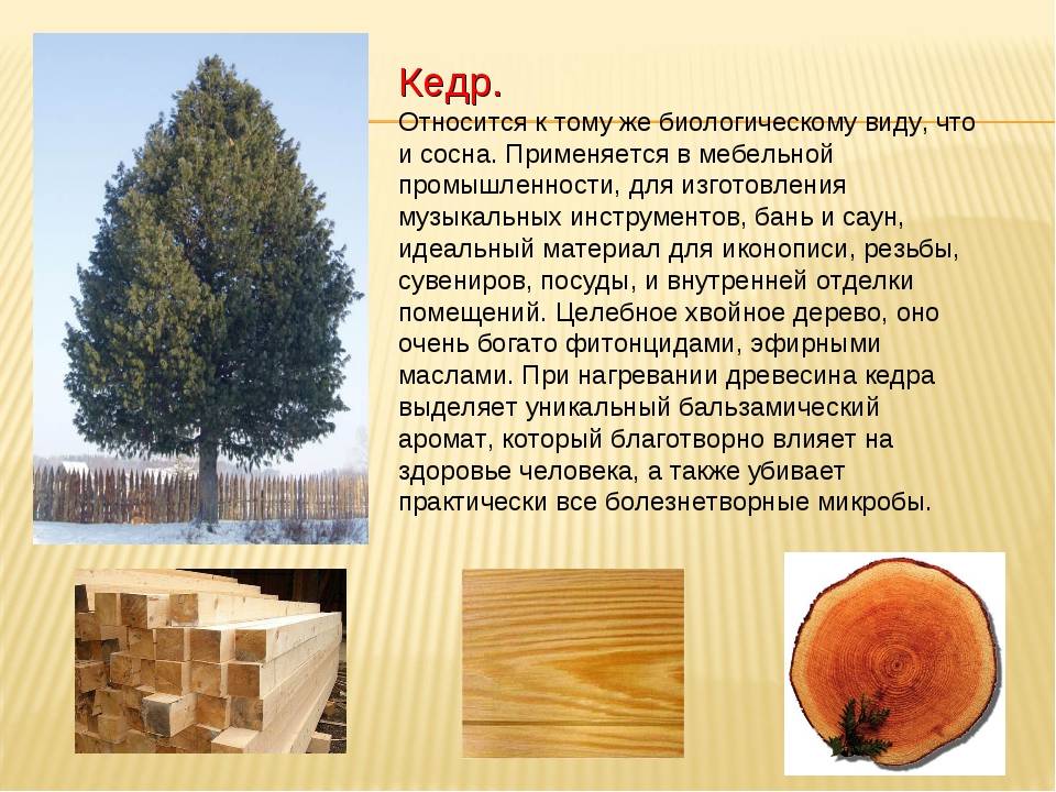 Из какой породы дерева строить дом: обзор популярных пиломатериалов - 1drevo.ru