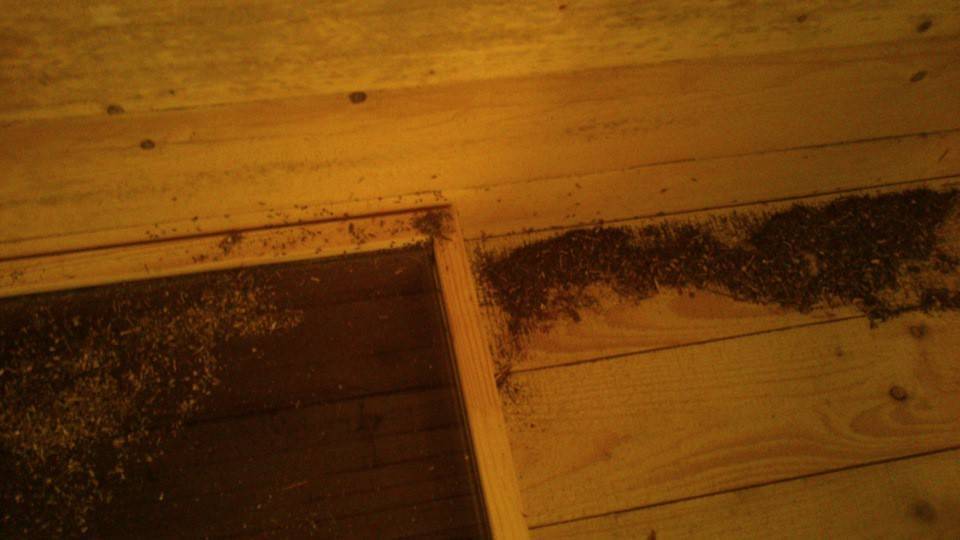 Как избавиться от муравьев в деревянной бане — лучшие методики