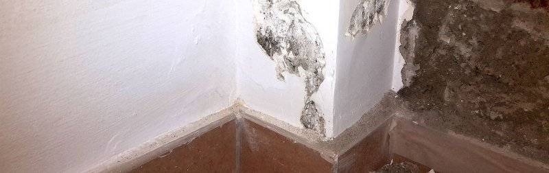 Виды плесени и причины появления на потолке, стене и полу в квартире