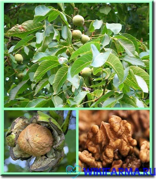 Ореховое дерево — ценная плодовая культура