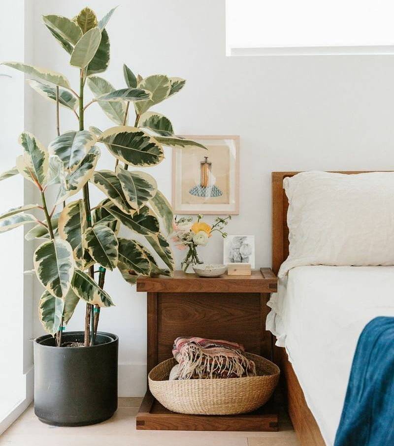 Как выбрать подходящие комнатные растения для спальни?