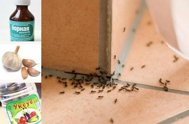 Как избавиться от муравьев в огороде: народные методы