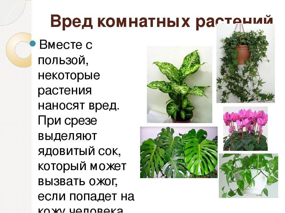 Комнатные растения польза и вред. Лекарственные комнатные растения. Вредные растения для человека. Полезные и вредные растения для человека. Полезные и вредные комнатные растения.