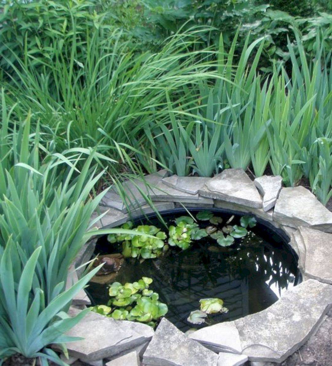 Растения для пруда: оформляем декоративный водоем