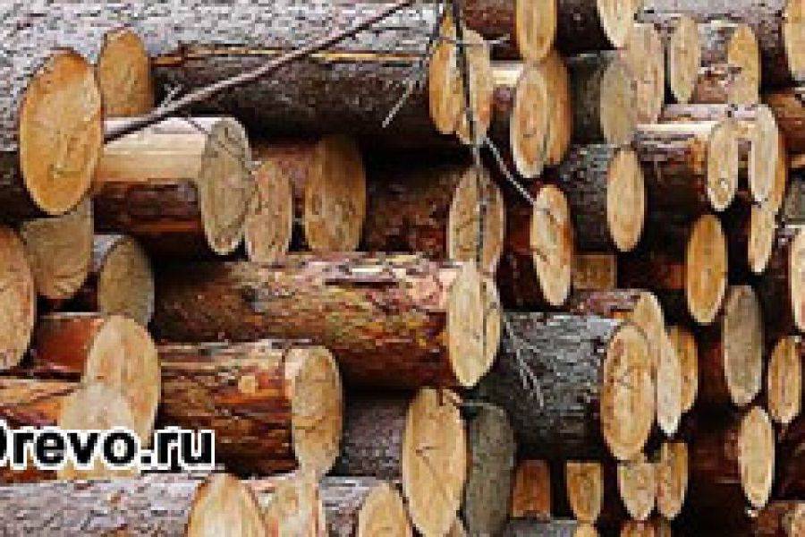 Баня из кедра — выбор древесины