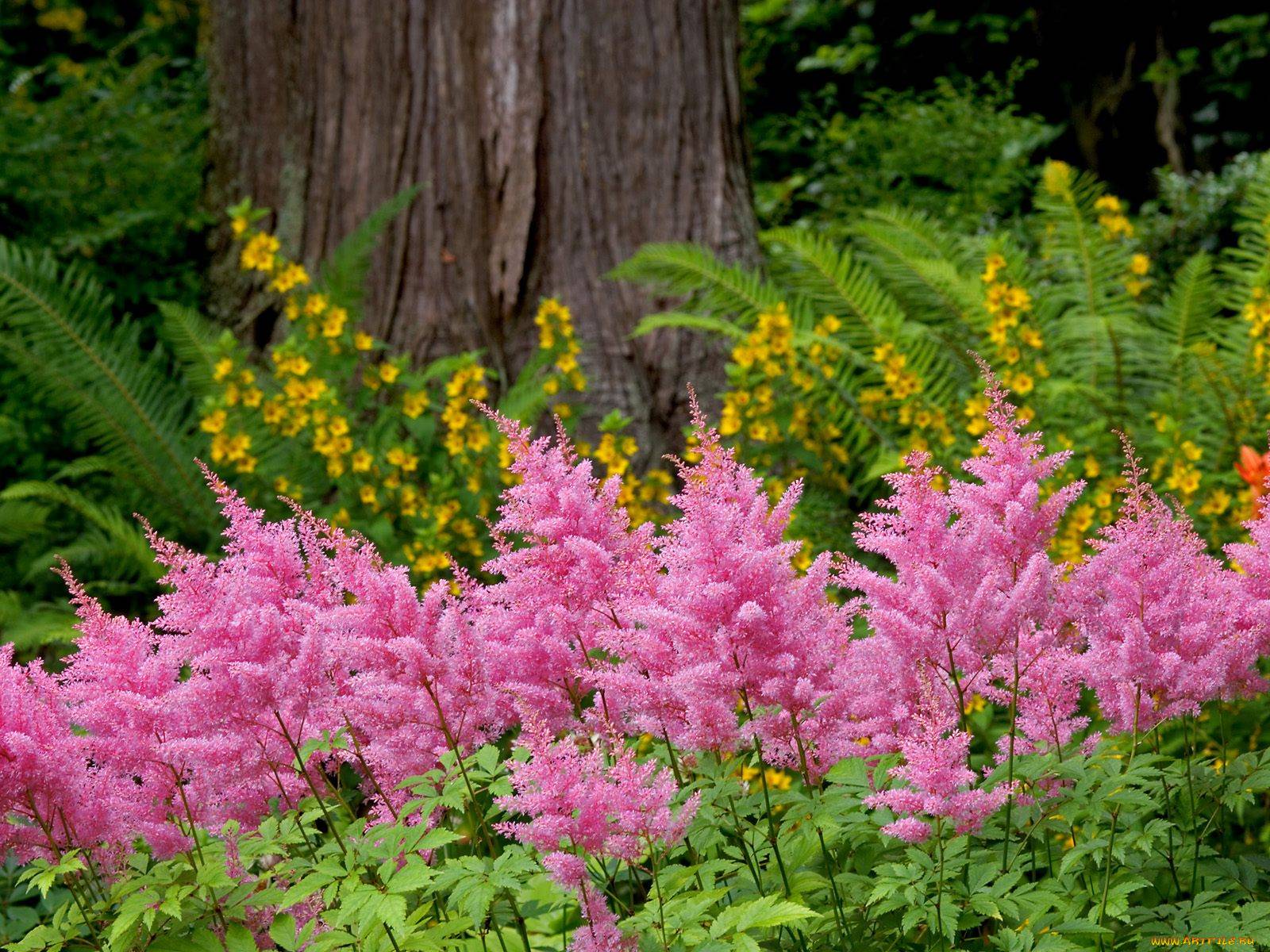 Астильба Арендса (Astilbe arendsii Spinell