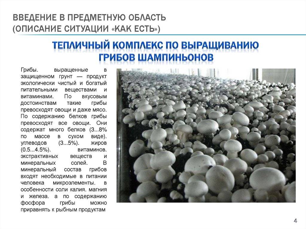 ???? как вырастить грибы дома: подготовка, выращивание и уход за урожаем selo.guru — интернет портал о сельском хозяйстве