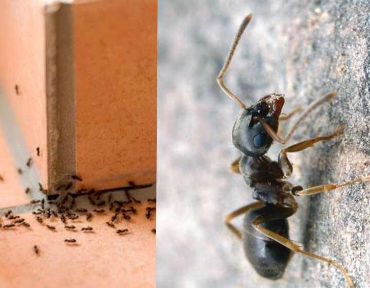 Как избавиться от муравьев в доме навсегда: от черных, летающих и садовых