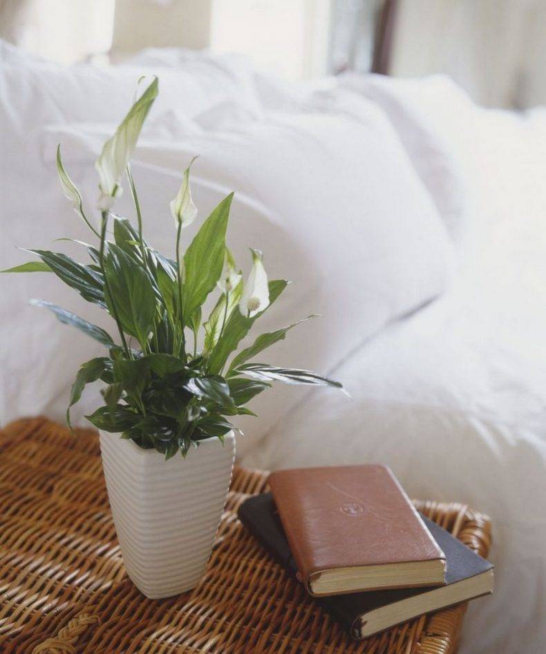 Полезные комнатные растения для квартиры: в чем их польза и вред, названия самых лечебных цветков и какие лучше не заводить дома; сорта, вредные для человека