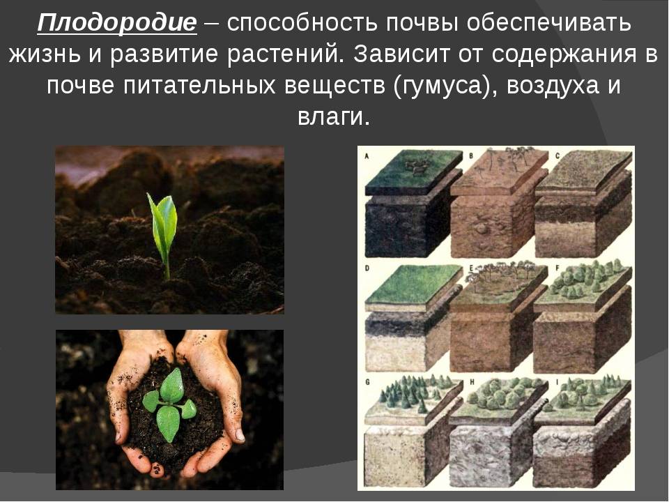 Плодородие почвы. как определить состав и плодородие почвы