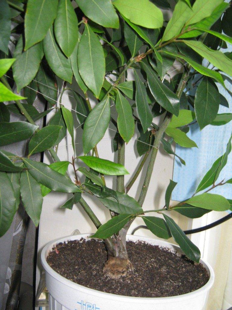 Лавровое дерево в домашних условиях: посадка, условия выращивания, уход за неприхотливым комнатным растением selo.guru — интернет портал о сельском хозяйстве
