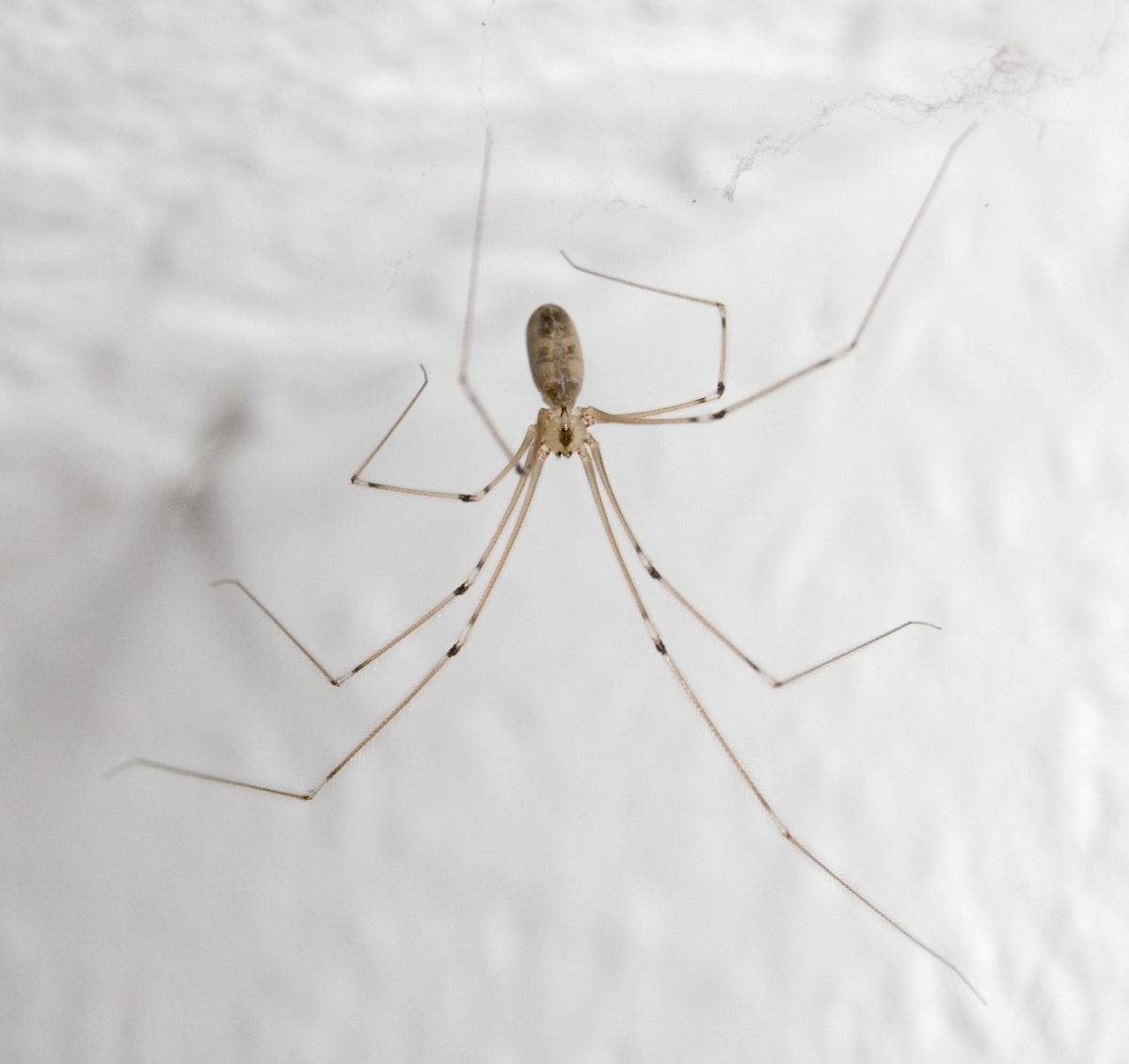 Как избавиться от пауков в частном доме?