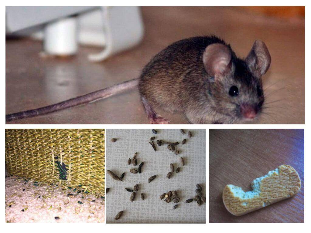 Средство от мышей в доме, от которого они уходят навсегда, народные средства