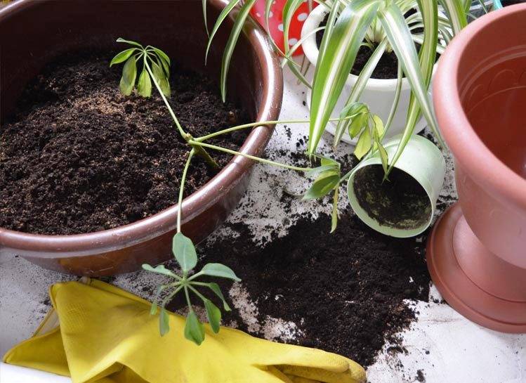 5 главных правил пересадки комнатных растений весной