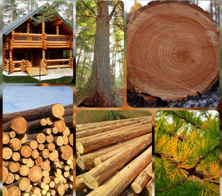 Из какого дерева лучше строить баню: породы древесины, плюсы и минусы
