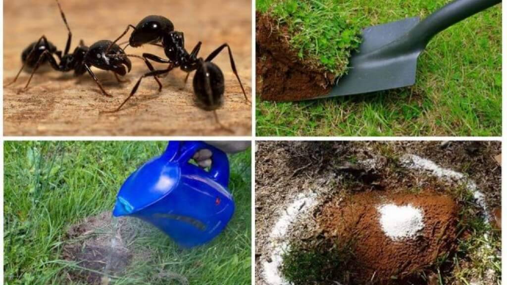Как избавиться от муравьев в бане