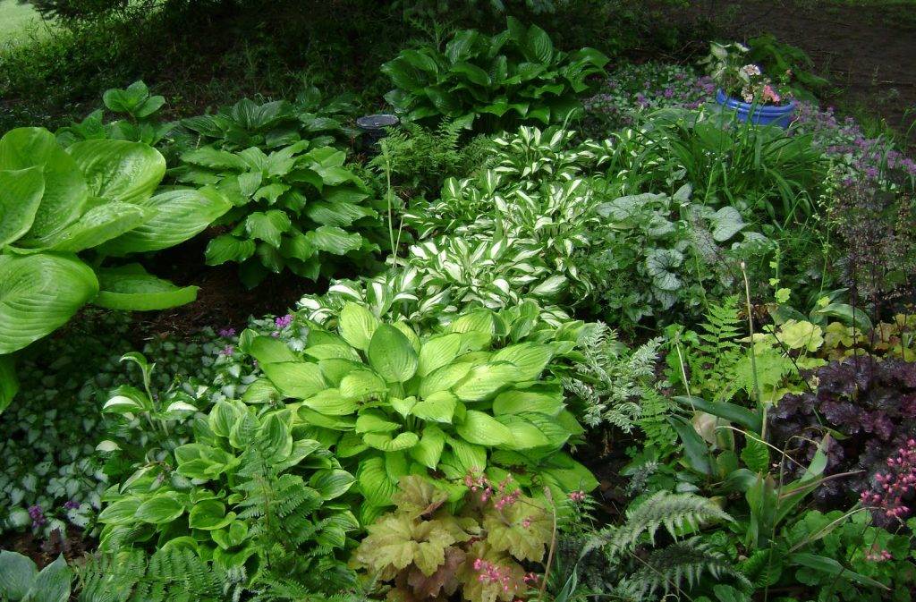 Многолетники: о растениях для тенистых мест в саду, любящих тень и полутень