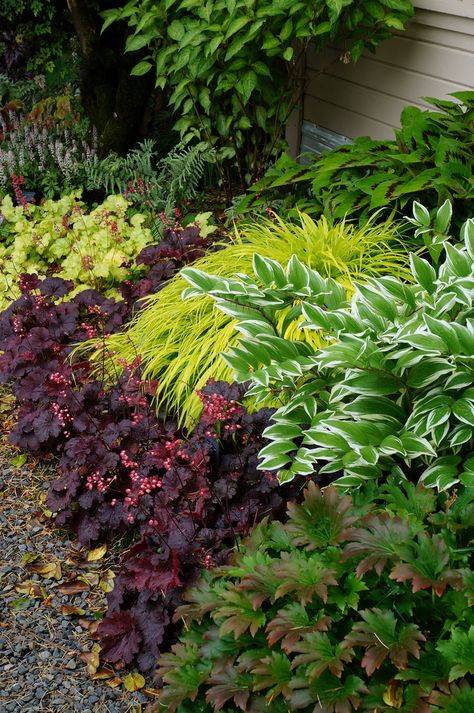 Многолетники: растения для тенистых мест в саду