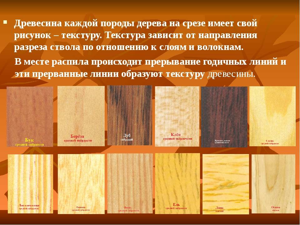 Породы древесины — классификация видов