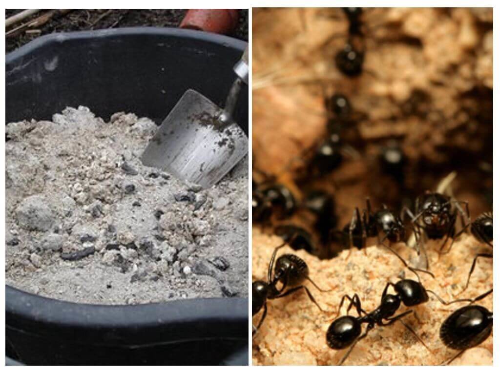 Как избавиться от муравьев в деревянной бане: лучшие методики