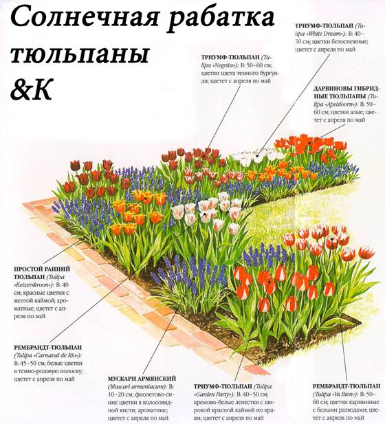 Схема рассадки клумбы