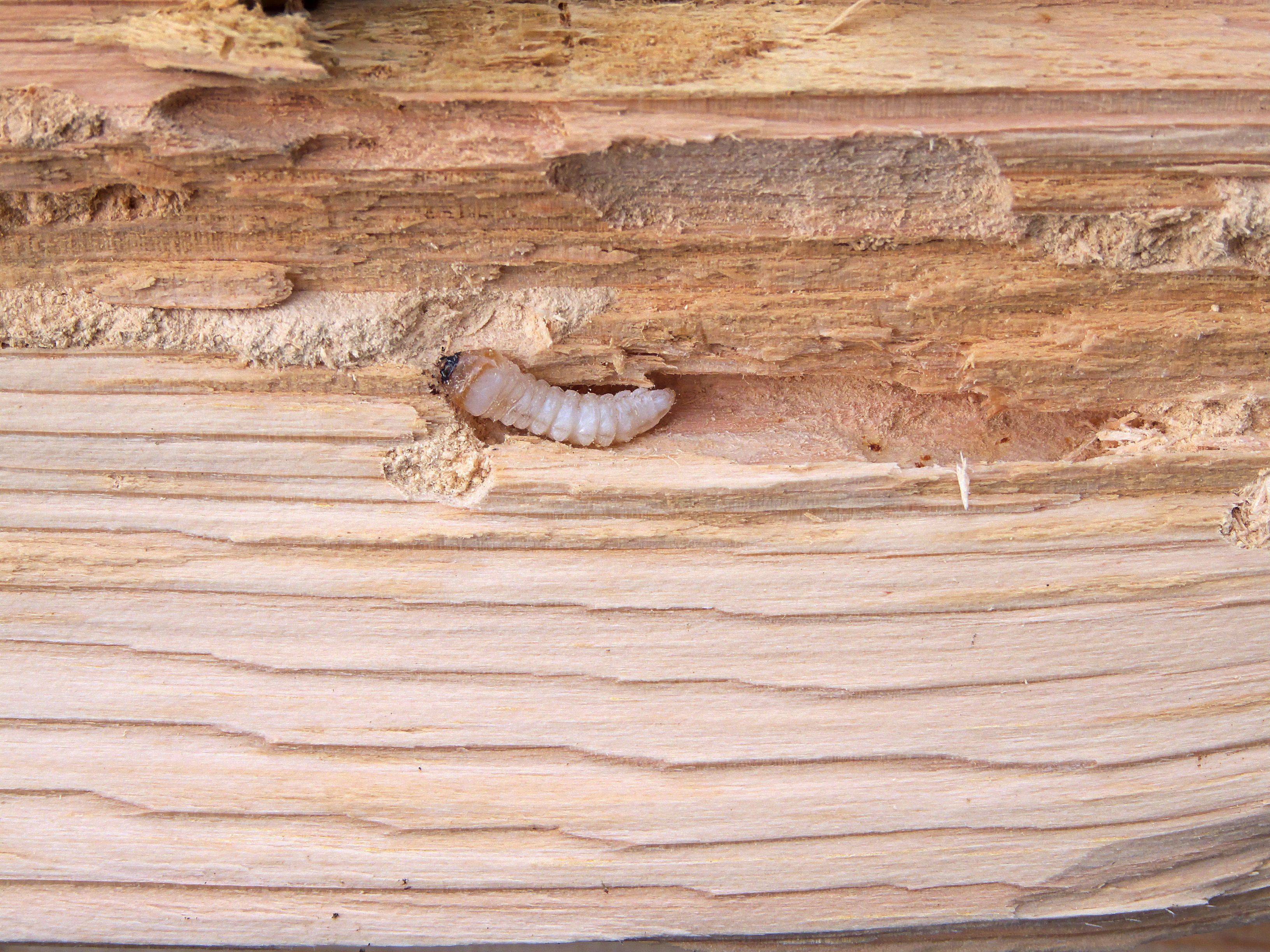 Как избавиться от короеда в деревянном доме или дровнике: средства для обработки, методы борьбы