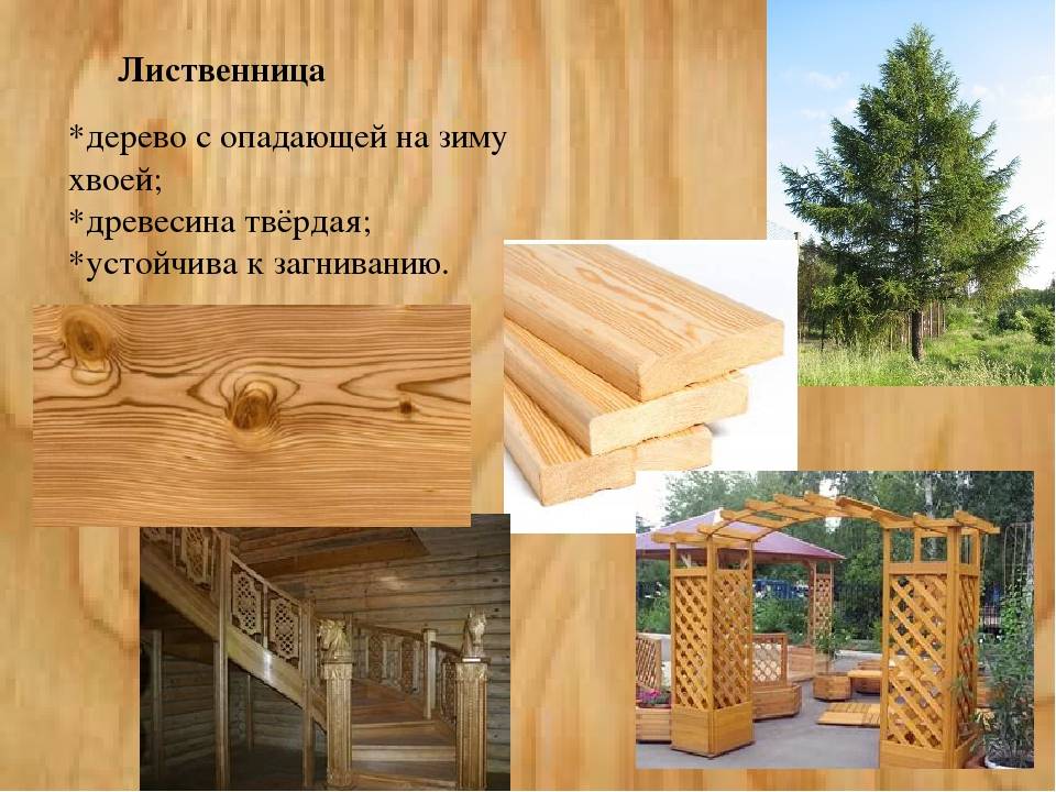 Выбираем лучшую древесину для строительства и отделки бани
