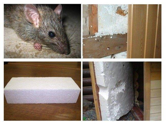 Выбор утеплителя, который не грызут мыши и крысы