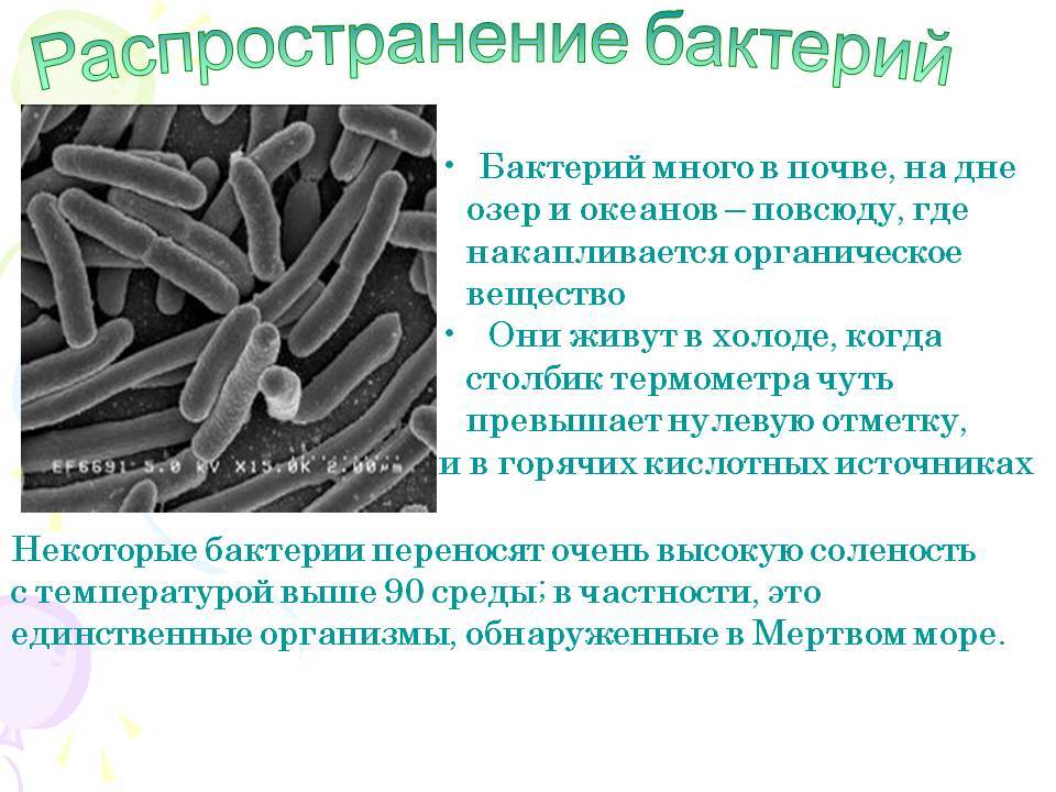 Топ-12 рассадников бактерий в вашем доме