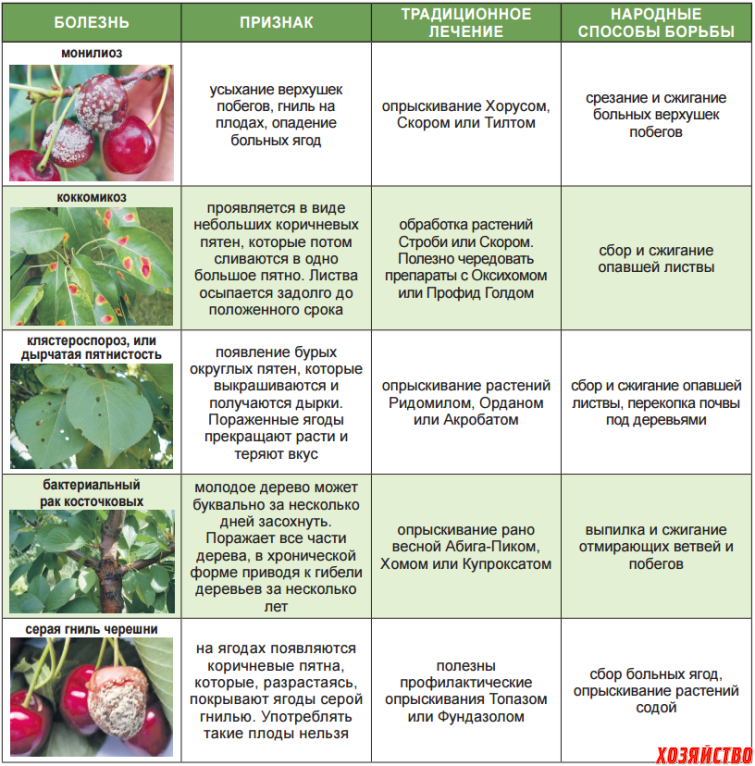 Таблица обработки сада весной. Таблица обработки от вредителей и болезней сада болезней. Схема обработки сада от вредителей. Весенняя обработка ягодных кустарников от болезней и вредителей. Обработка черешни весной от вредителей.