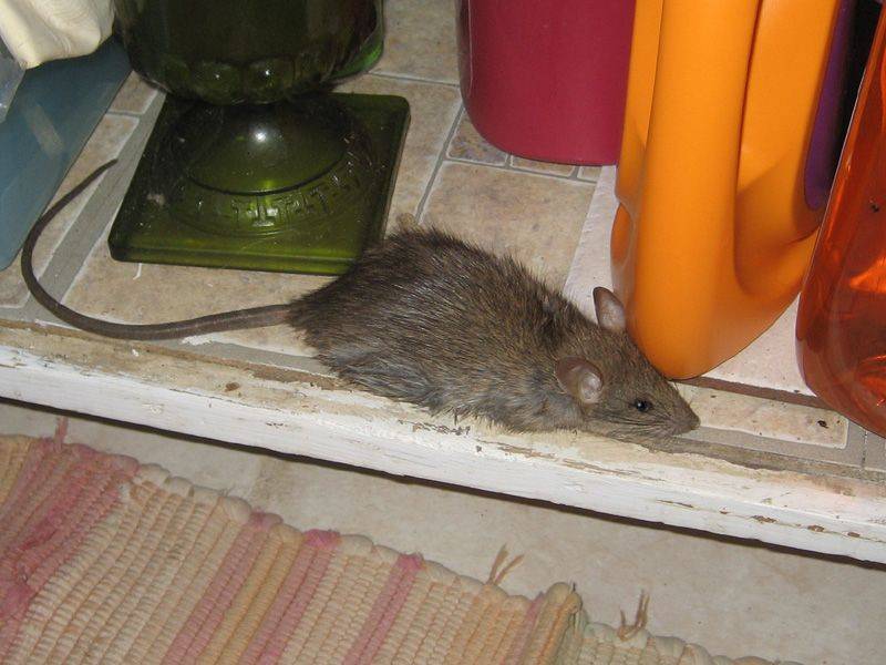 Как бороться с мышами в частном доме: обзор самых эффективных способов. мыши в доме