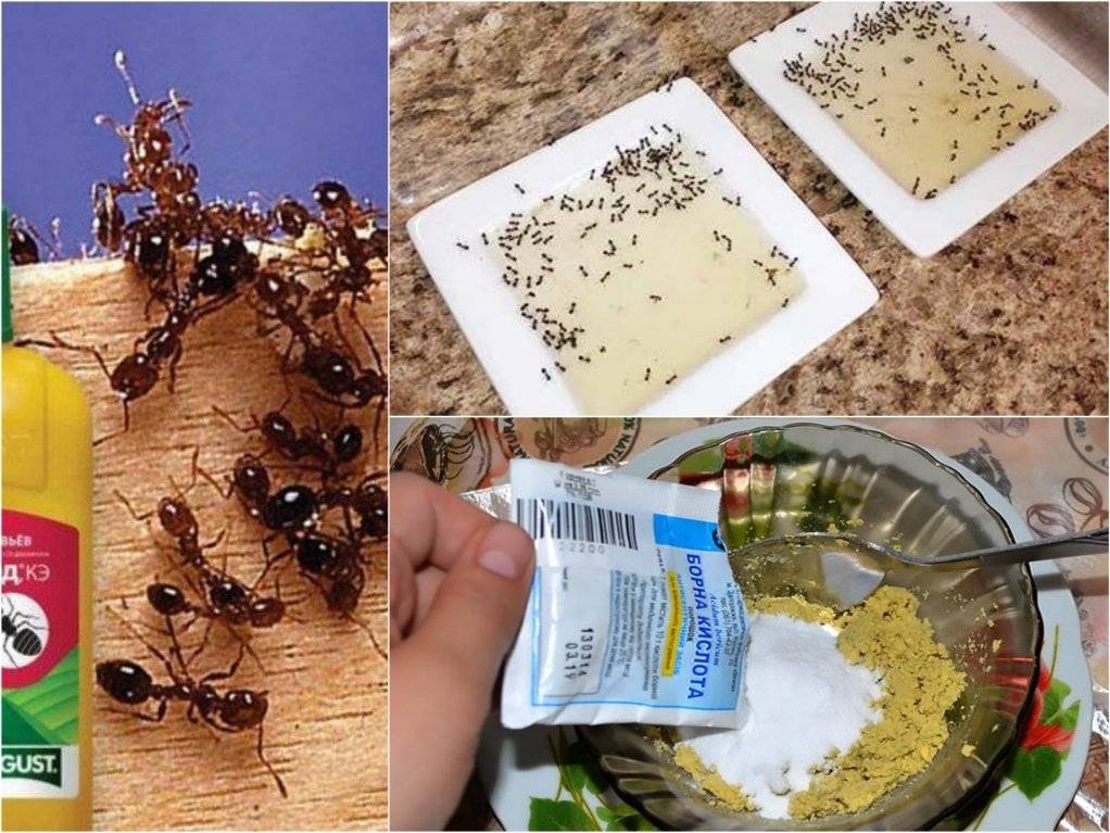 Как быстро вывести муравьев из бани: химические средства и народные способы