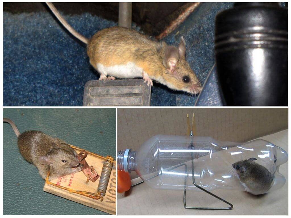 Чего боятся мыши в доме и квартире: народные средства, запахи, растения