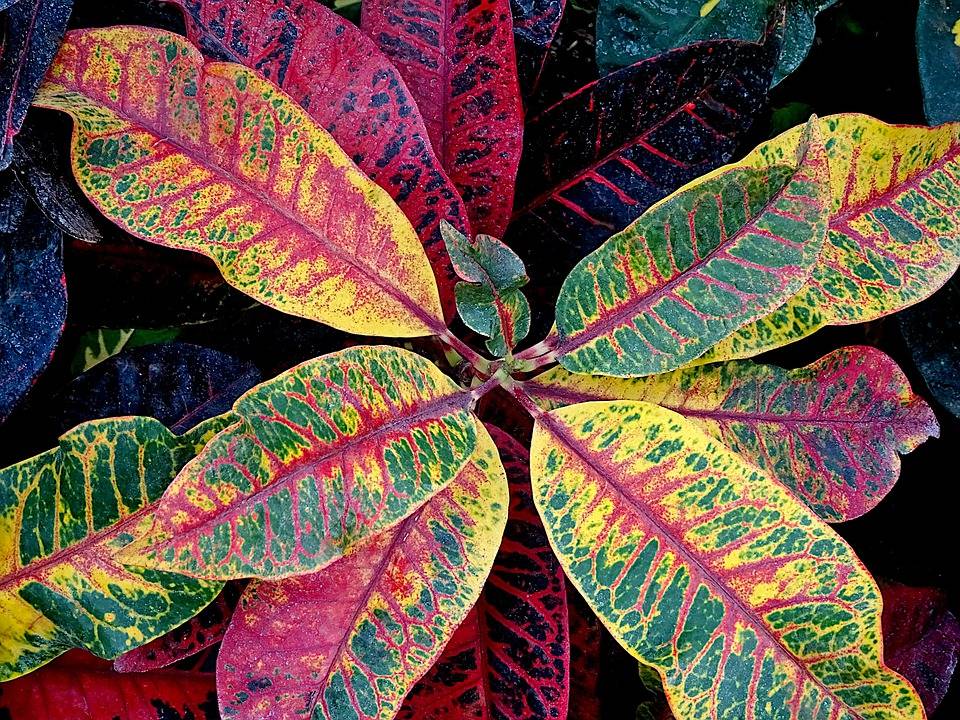 10 пёстрых растений с цветными листьями для украшения сада