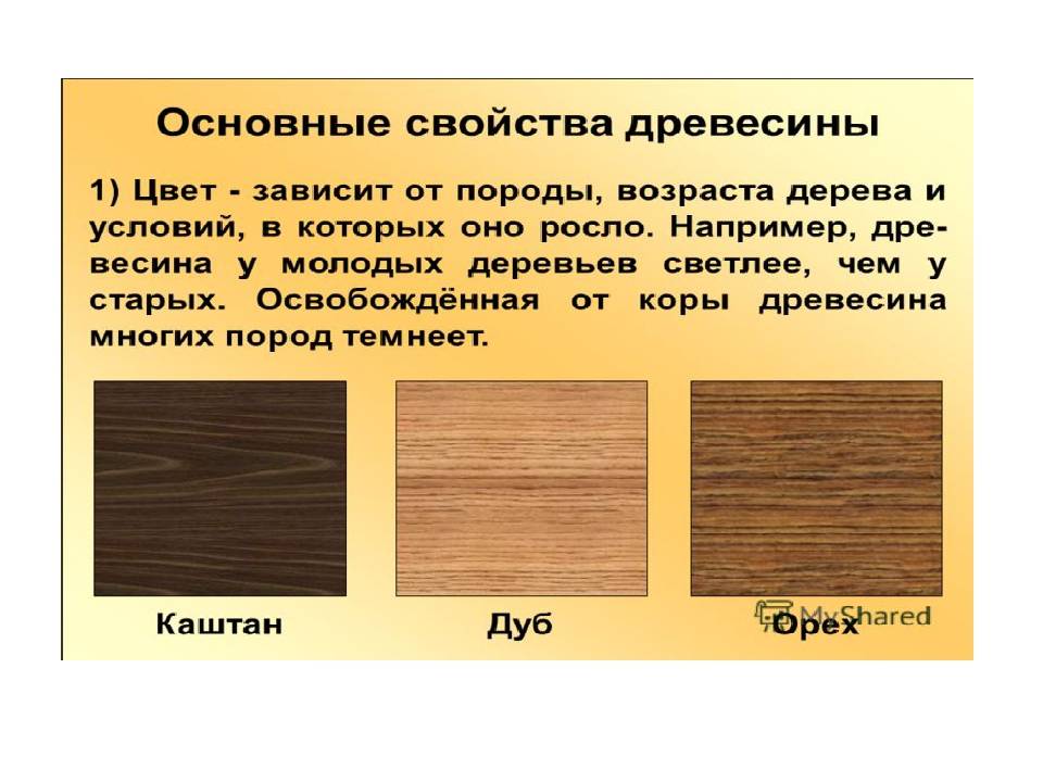 Доклад про деревья 2, 3, 5, 6 класс сообщение