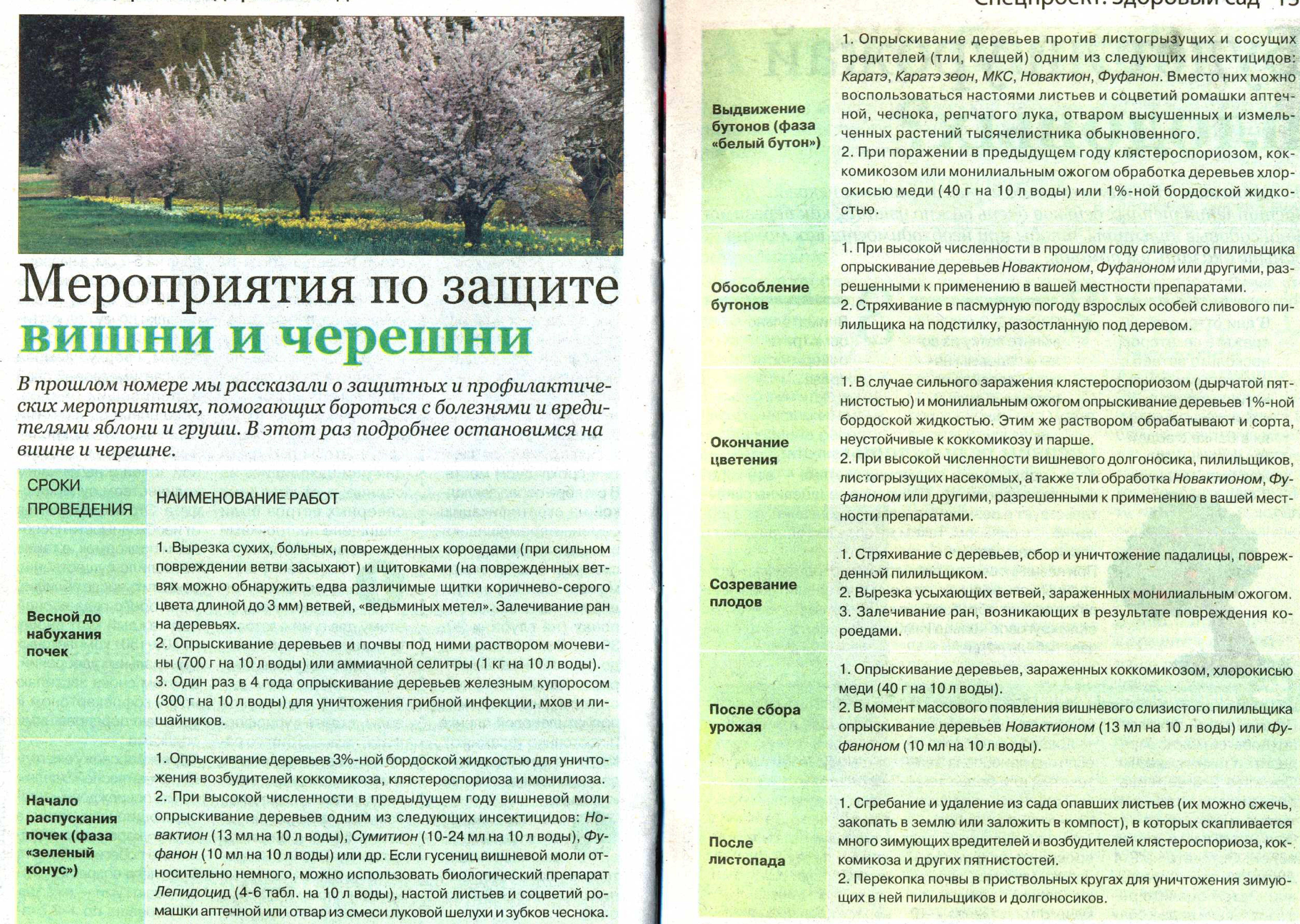 Чем обработать сад весной от болезней и вредителей
