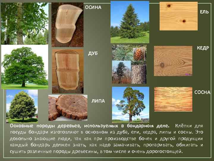 Древесина для строительства бани: как выбрать, плюсы и минусы липы, дуба, лиственницы и пихты