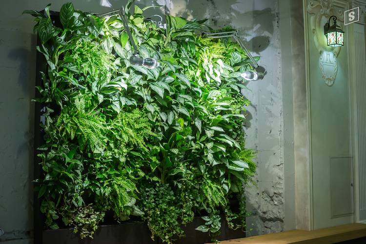 Как создать живую зеленую стену из растений в саду или квартире: советы