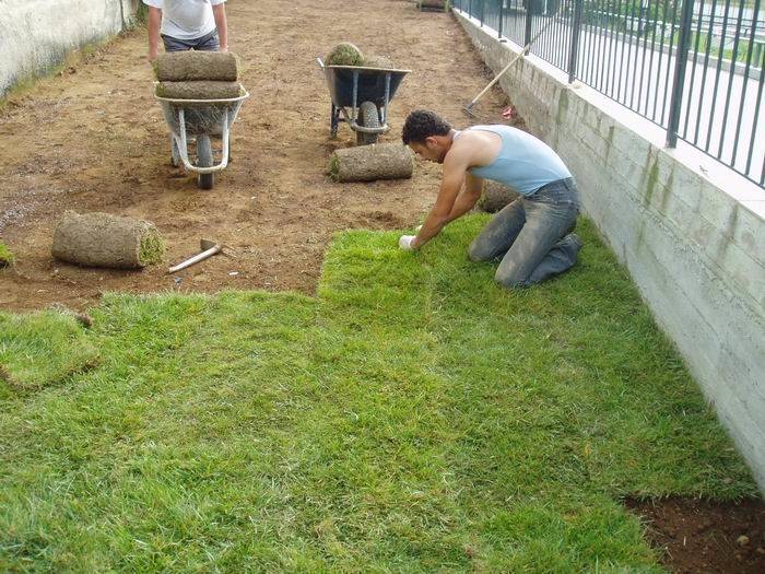 Как сделать газон на даче своими руками: подготовка территории, разметка, выбор семян, уход